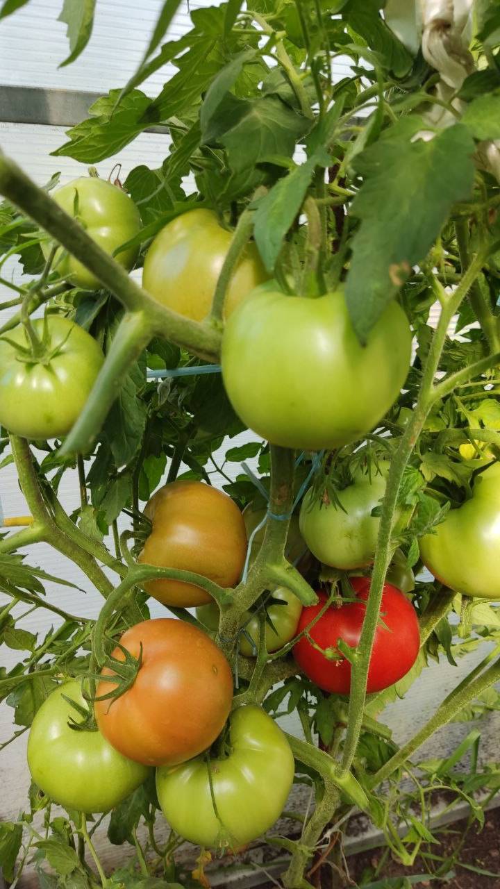 ТОМАТ ДАЧНЫЙ ЛЮБИМЕЦ - ОБЗОР СОРТА смотреть онлайн