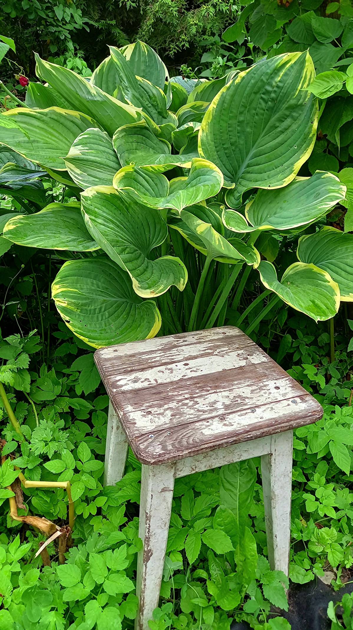 ХОСТА САГА САМАЯ КРУПНОЛИСТНАЯ