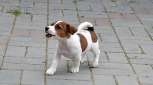 Джек Рассел Девочка Цветава