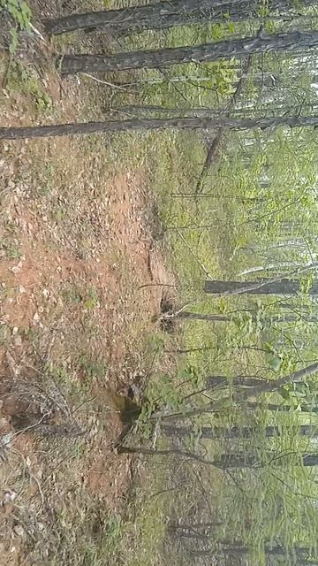 Гуляю в лесу