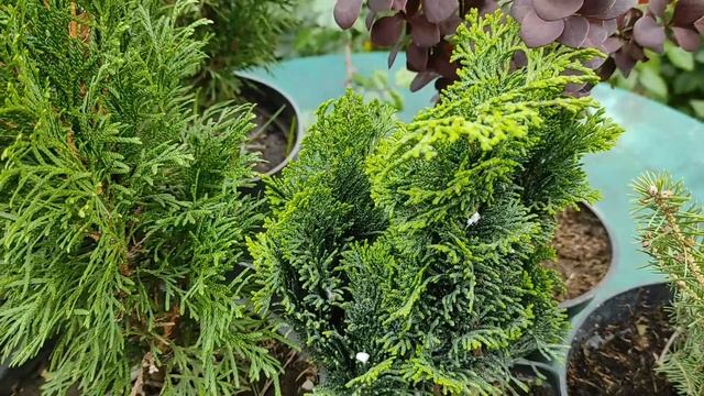 НЕ СМОГЛА ОСТАНОВИТЬСЯ! НОВИНКИ РАСТЕНИЙ В МОЕМ САДУ. ПОКУПКИ НА ЦВЕТОЧНОМ РЫНКЕ и НА АВИТО  #сад