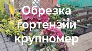 Обрезка крупнолистной гортензии в середине лета
