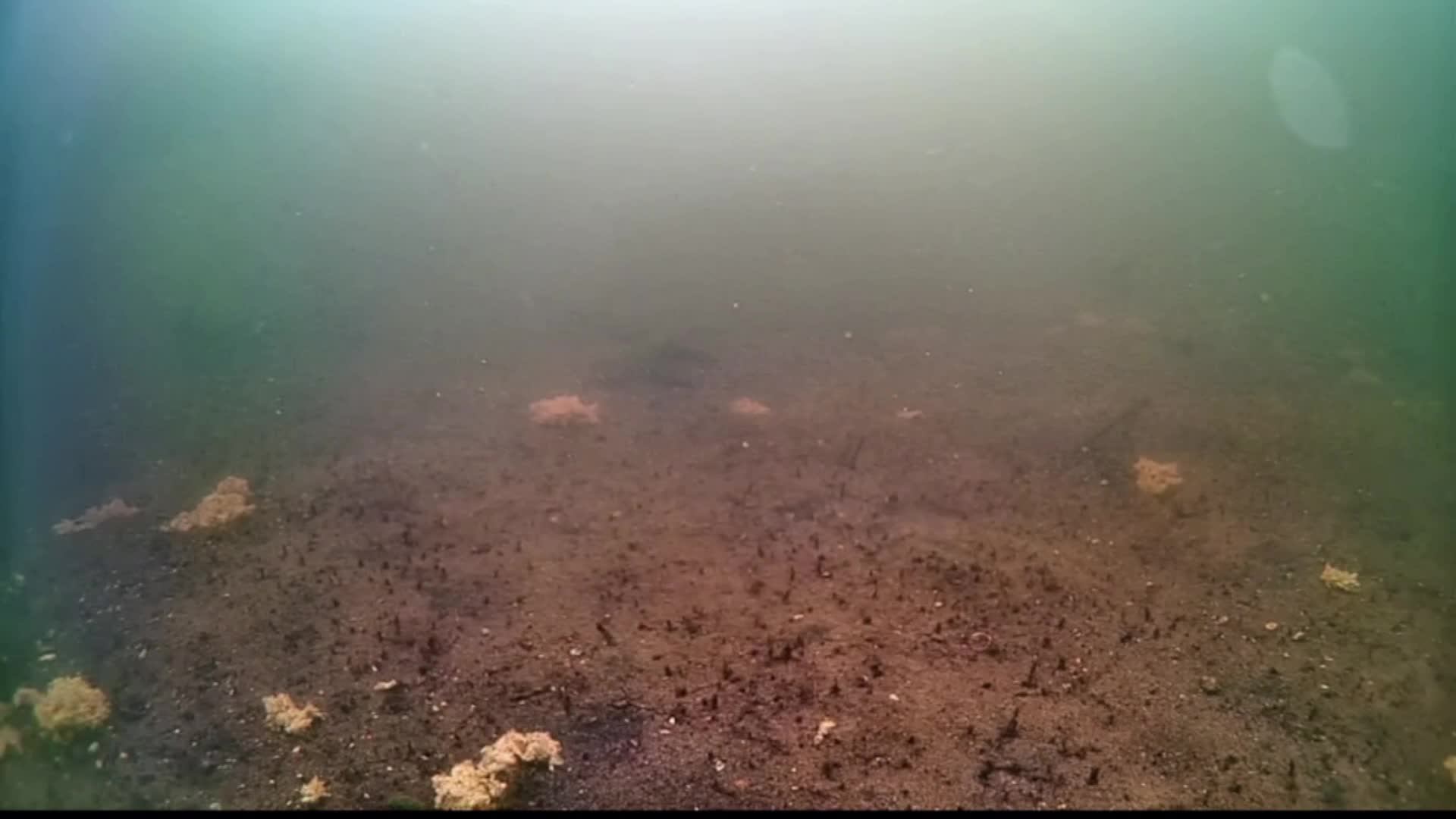 carp смотреть онлайн