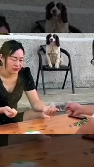 Пёсель открыто намекает и маякует 🐶