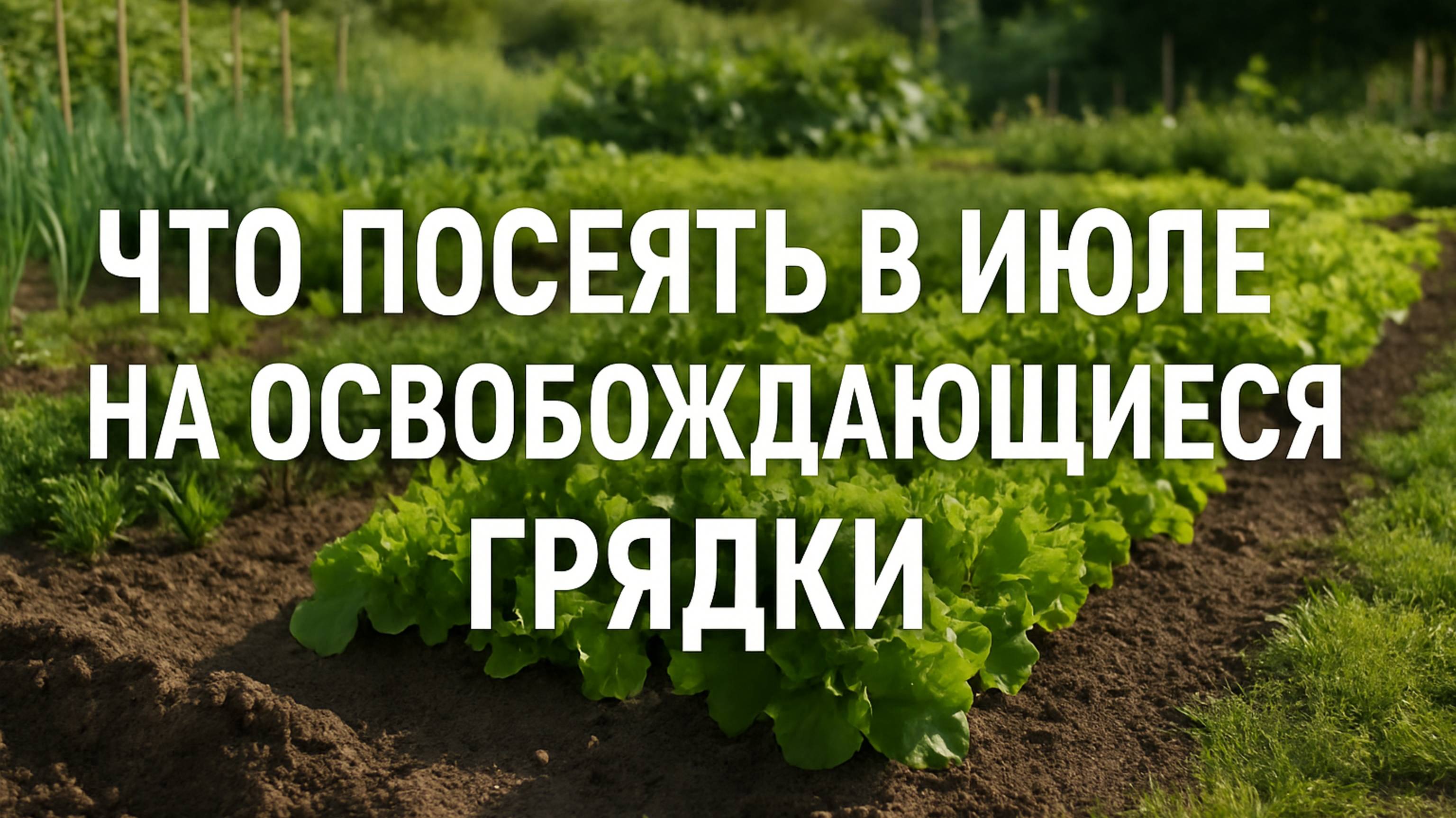 Что посеять в июле на освобождающиеся грядки