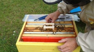 Замена маток у меня на пасеке. Часть 3. Открываем малый клапан на клеточке.