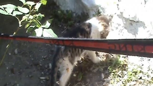 Стихотворение "Один чудак" Автор и исполнитель Ингвар Нитомак