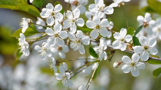 Звуки природы