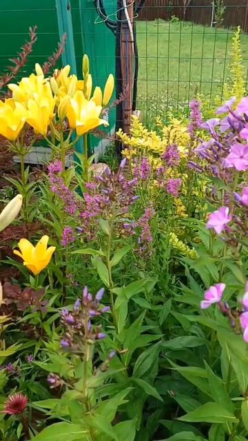 Гортензии, клематисы, лилии, флоксы 13.07.2025 смотреть онлайн