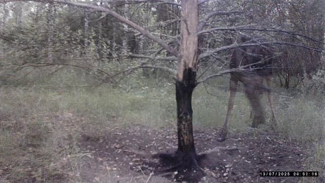 Самец косули и странный лось смотреть онлайн