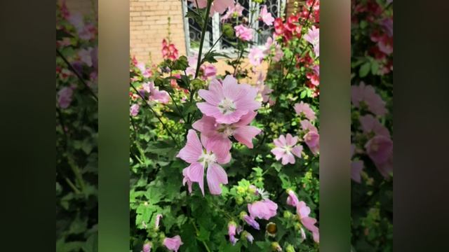 Прекрасные лилии и рябины.mp4 смотреть онлайн