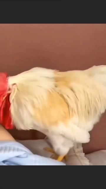 Доброе утро смотреть онлайн