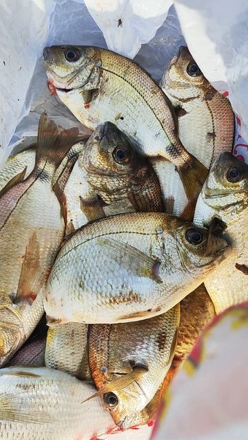 Рыбалка с берега на Чёрном море Джубга морской карась на морского червя смотреть онлайн