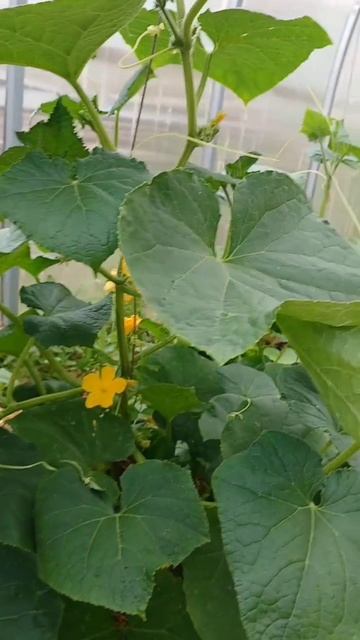 А вот и первые урожаи 13.07.2025 смотреть онлайн