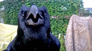 Птицы, говорящие на человеческом языке...  Говоруны в Деле!