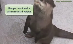 Выдра весёлый зверёк