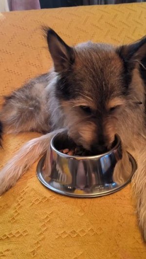 Завтрак в диван