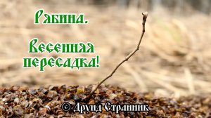 Как пересадить рябину! Весенняя пересадка.