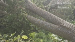 Дача 12-13 июля 2025. Упавшее дерево, птицы, лилия мичиганская (?), зацветают мичуринские лилии