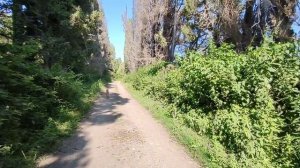 Абхазия Цитрусовый совхоз Гостевые дома Бугенвиллия и Тишина Пансионат Сосновая роща 15 июля 2025 г.