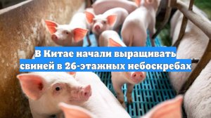 В Китае начали выращивать свиней в 26-этажных небоскребах