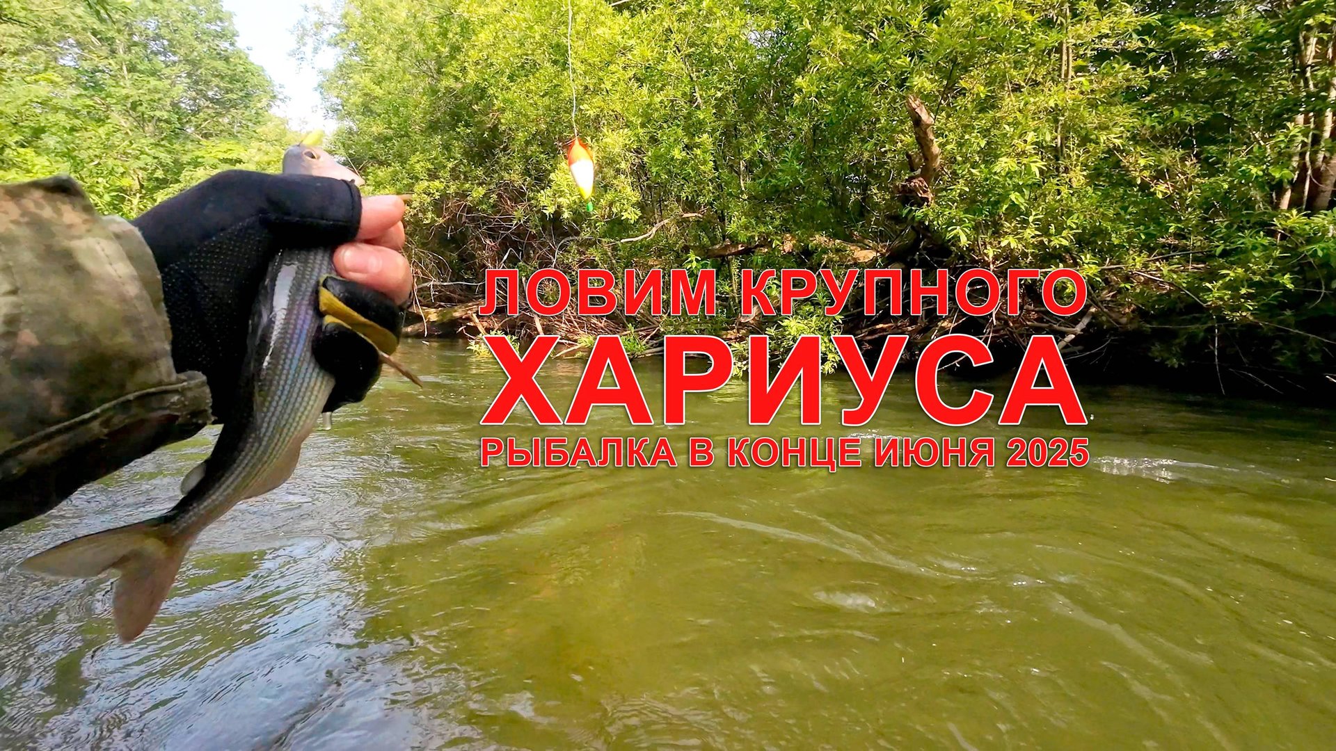 Ловим КРУПНОГО хариуса на горной реке в Приморском крае. В конце июня 2025 #горнаярыбалка #хариус смотреть онлайн