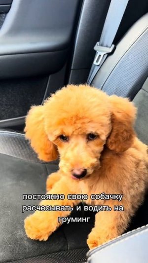 САМАЯ ЛУЧШАЯ СОБАКА ДЛЯ СЕМЬИ С ДЕТЬМИ