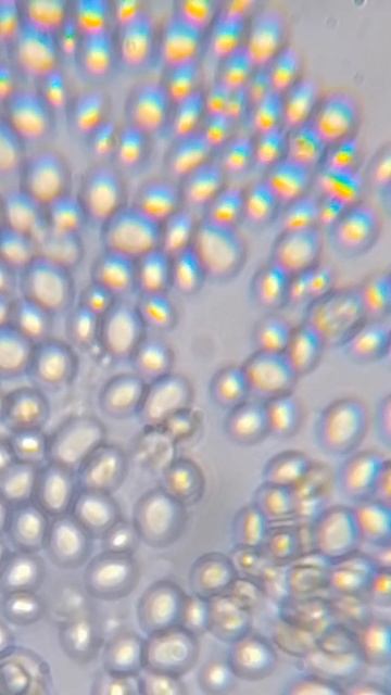 кондитерские дрожжи в ускоренной съёмке