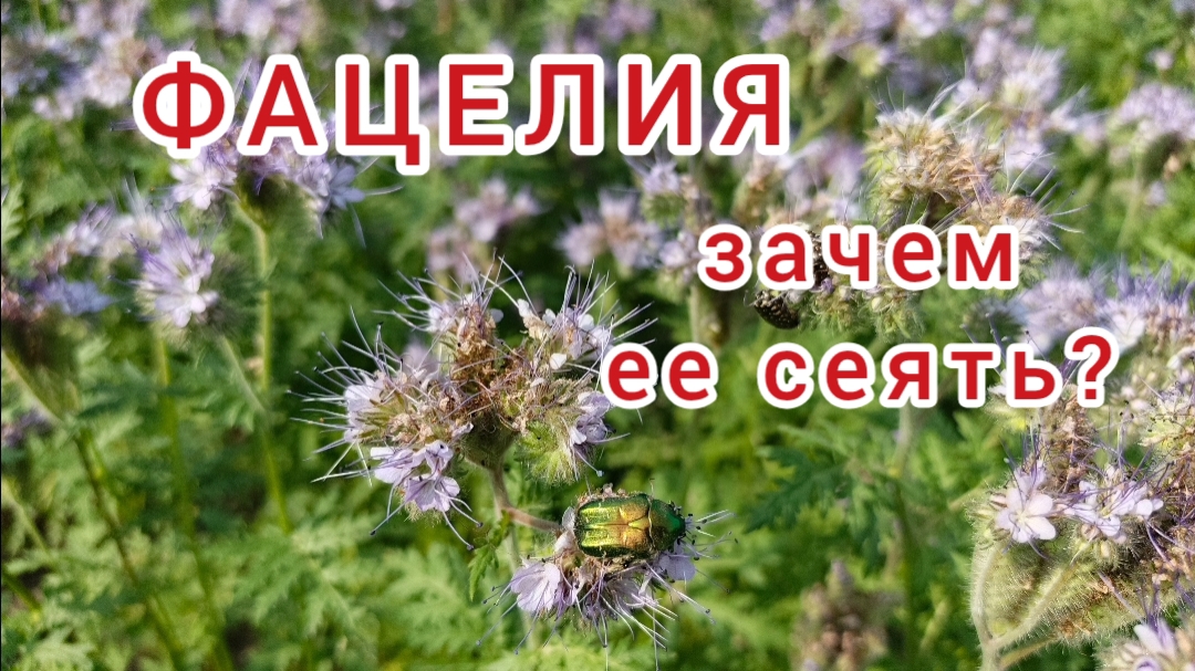 Фацелия. Сидерат и медонос смотреть онлайн
