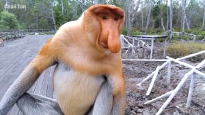 Удивительные животные с самой НЕОБЫЧНОЙ внешностью