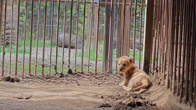 Львята в зоопарке смотреть онлайн