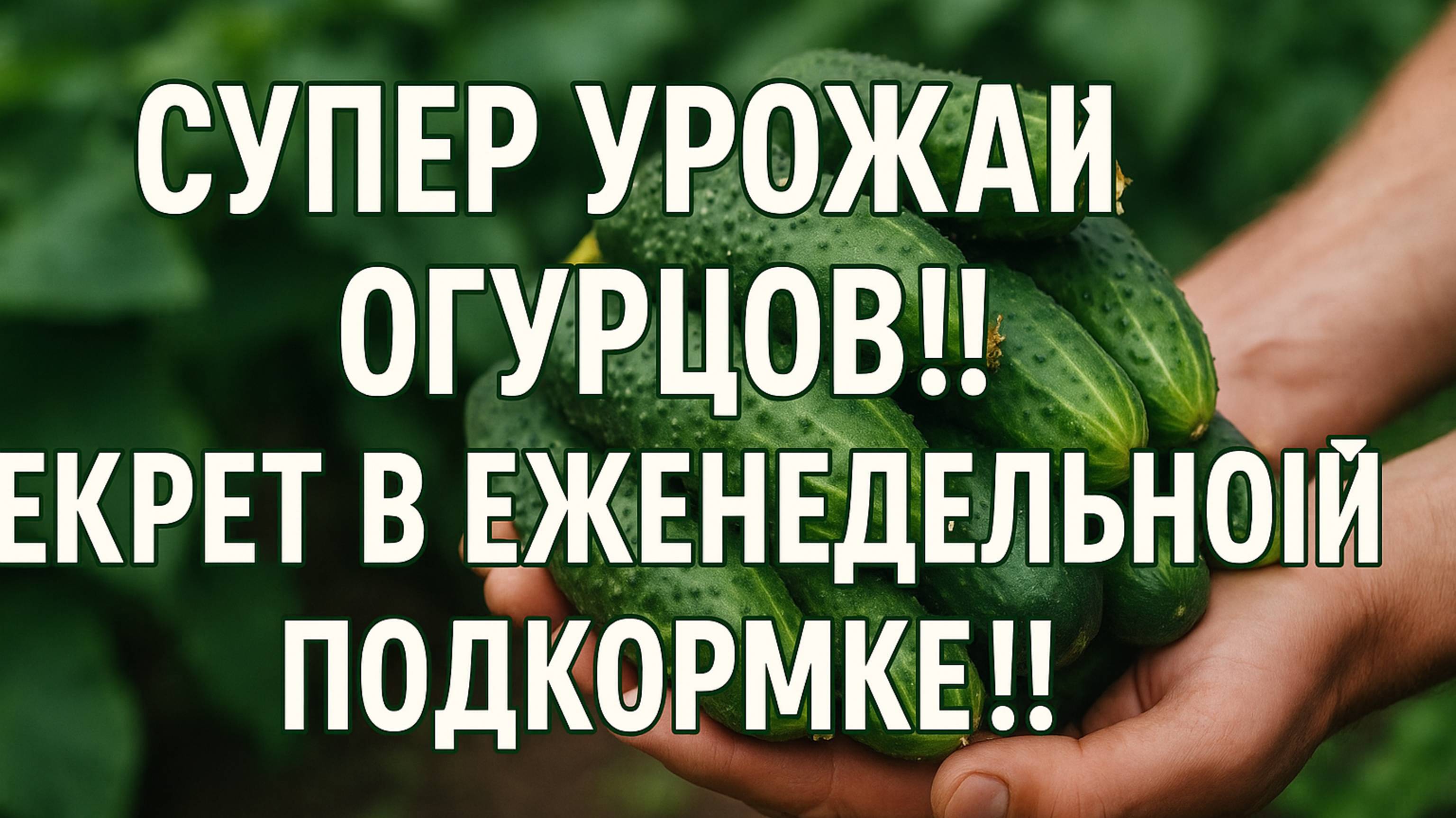 Супер УРОЖАЙ ОГУРЦОВ!! Секрет в еженедельной подкормке!!