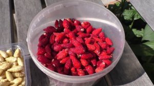 Мелкоплодная клубника потеряла во вкусе