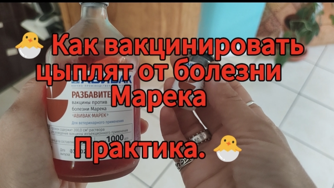Как вакцинировать цыплят от болезни Марека смотреть онлайн