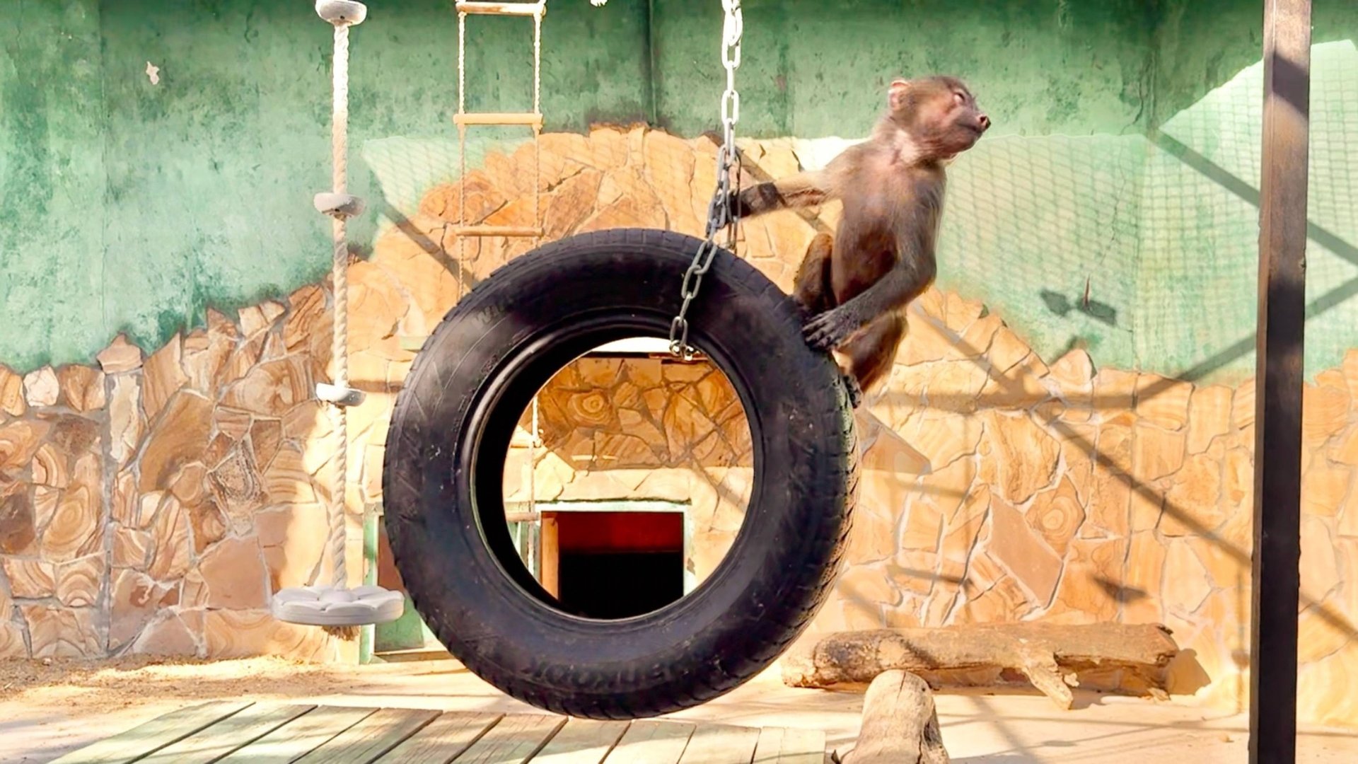 БЕЗУДЕРЖНОЕ ВЕСЕЛЬЕ Степки и компании! И такая дребедень ЦЕЛЫЙ ДЕНЬ! Гамадрилята Тайгана. смотреть онлайн