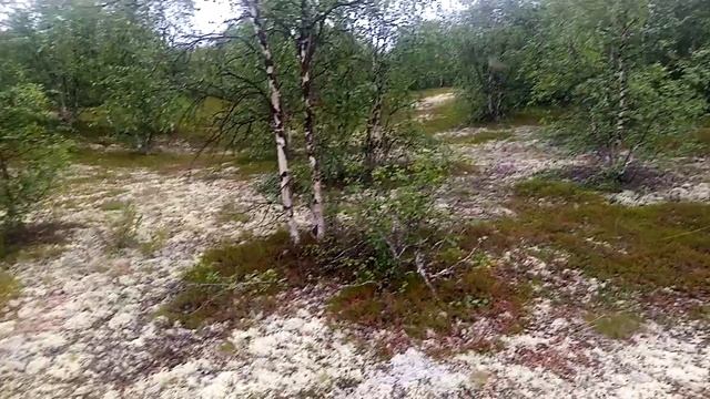 Букетик из грибов смотреть онлайн