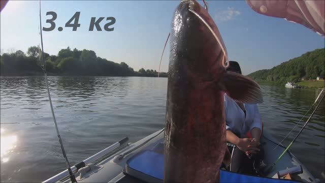 Река Ока Сом на воблер Catfish On A Wobbler