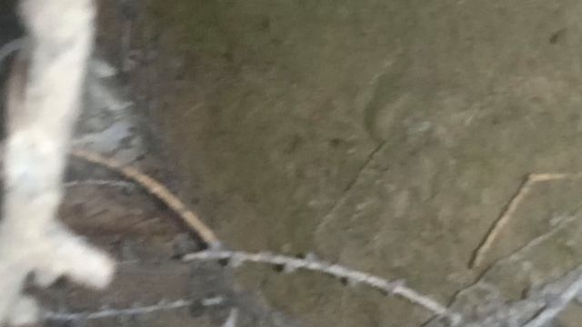 Нара животного