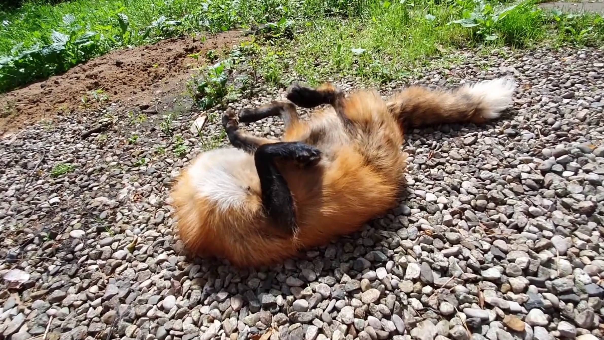 Лиса-Алиса. Как научить лису залезать в воду смотреть онлайн