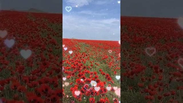 16 ИЮЛЯ - МАКОВ ДЕНЬ 🌺 МУЗЫКАЛЬНАЯ ОТКРЫТКА ДЛЯ ВАС💕 смотреть онлайн