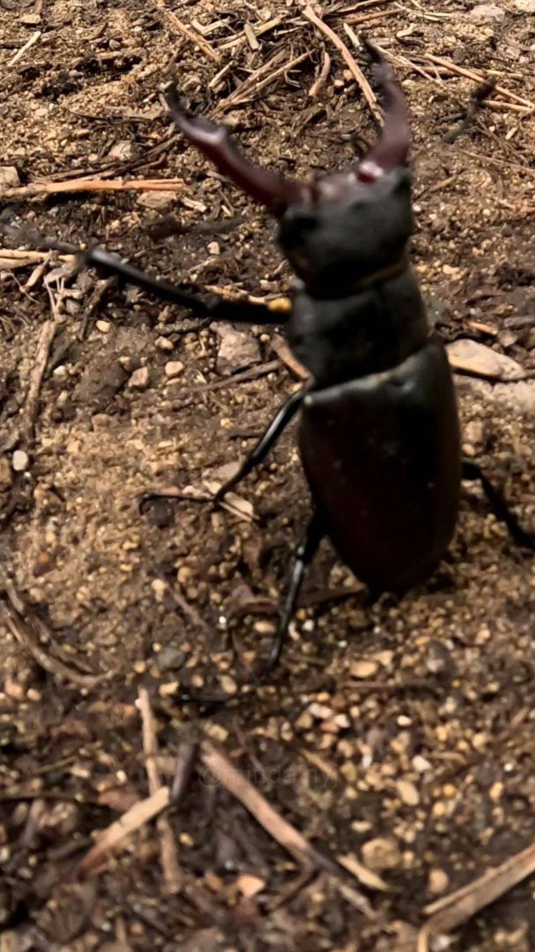 Жук-олень ( самец ) в защитной позе