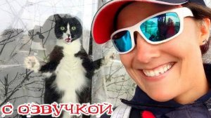 РЖАЧНЫЕ Приколы с котами и кошками! #1 С ОЗВУЧКОЙ!_Смешные_коты!_Самые_смешные_животные!