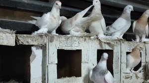 15.07.2025г Покупка Голубей Александр г .Кашира