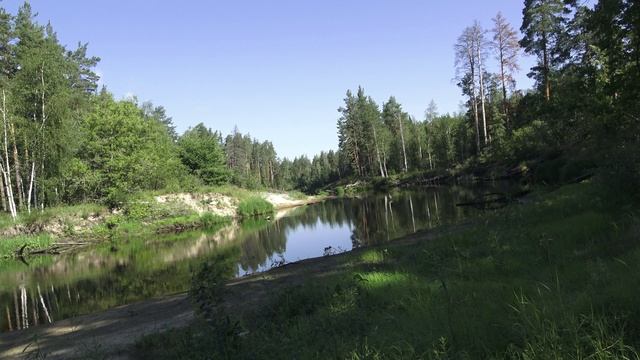 Опять лисички, зато хорошо отдохнули.