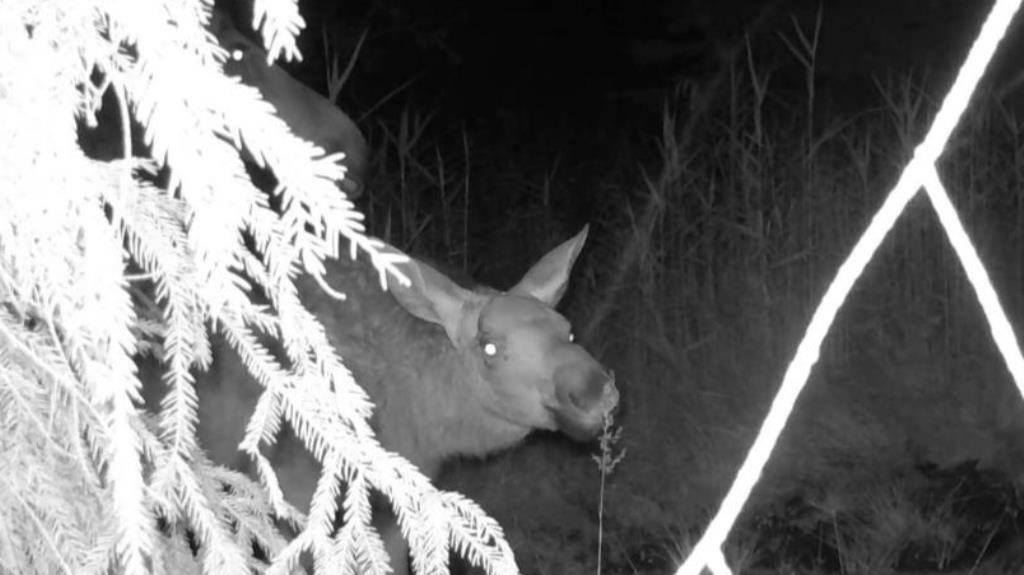 Лосиха и лосенок ночью в лесу