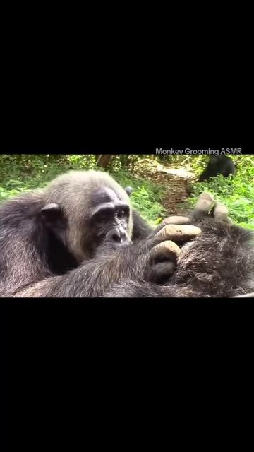 ASMR Monkey смотреть онлайн
