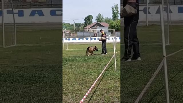 1 Оч/хор Кралвес РОМИ +0+ №28. КЧК ИРКУТСК 5 июля`25 Моно немецких овчарок