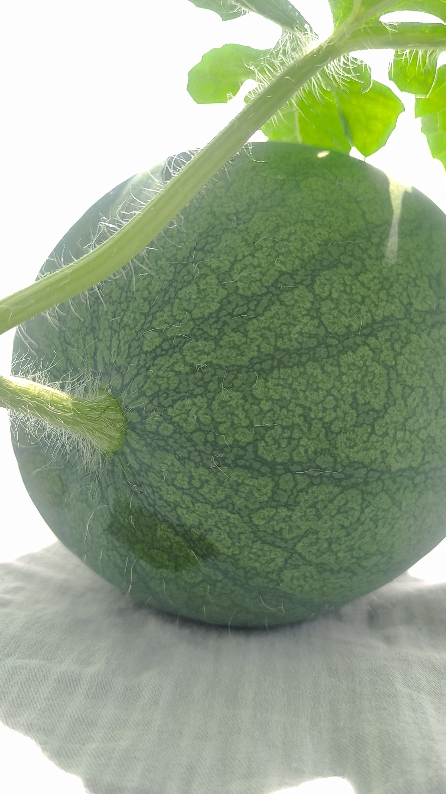 Выращиваю арбуз на балконе ( 6 дней после опыления) смотреть онлайн