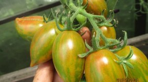 Томат Конфеты сладкие сосульки поспел первым в открытом грунте! Обзор сорта на улице и в теплице.