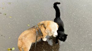 Две подружки кошка и собака.